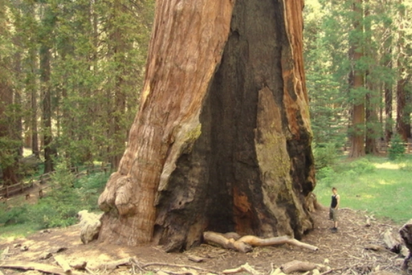The massive General Grant Tree in a grove of sequoias