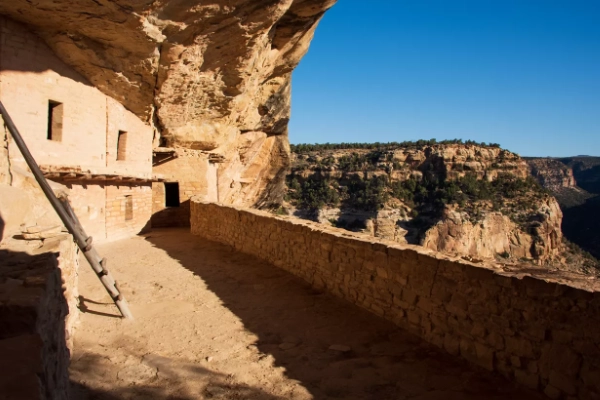 A visitor climbing a tall wooden ladder to access the Balcony House cliff dwelling