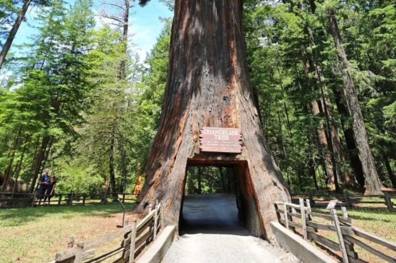 Redwood National Park, California