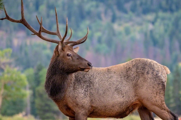 A large bull elk standing majestically in a meadow