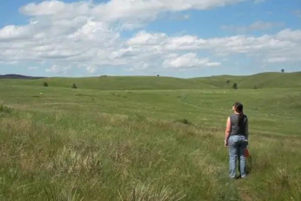 A hiker on a trail through rolling prairie with bison in the distance