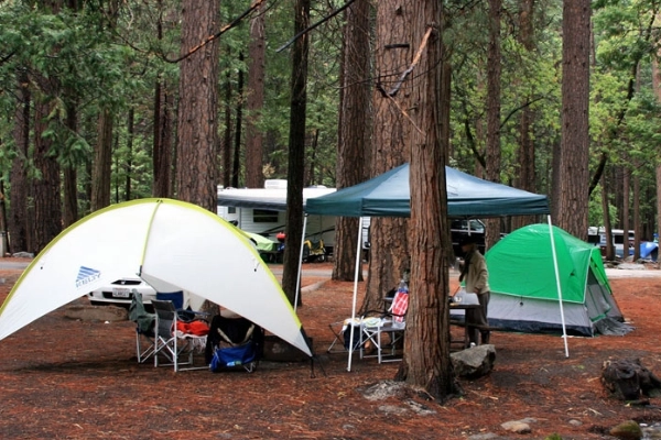 A tent set up in a popular campground, possibly with a bear nearby