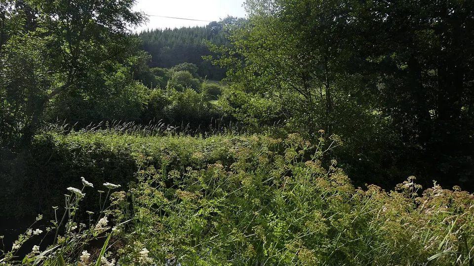 Brecon Beacons / Bannau Brycheiniog destination photo: Bannau Brycheiniog Conifers
