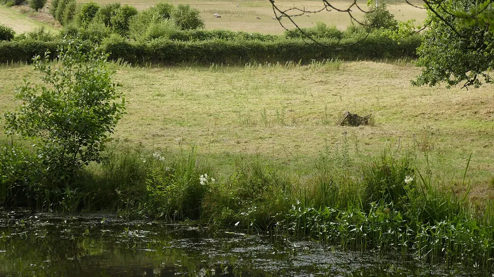 Brecon Beacons / Bannau Brycheiniog destination photo: Bannau Brycheiniog Sheep Grazing