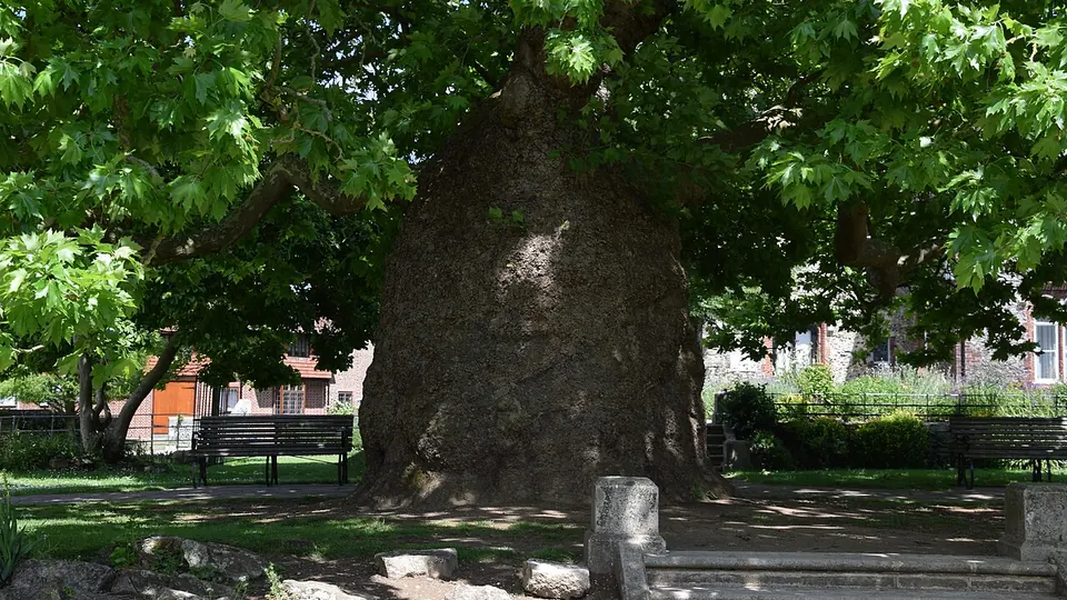 Canterbury destination photo: Platanus orientalis - Westgate Gardens Canterbury GB