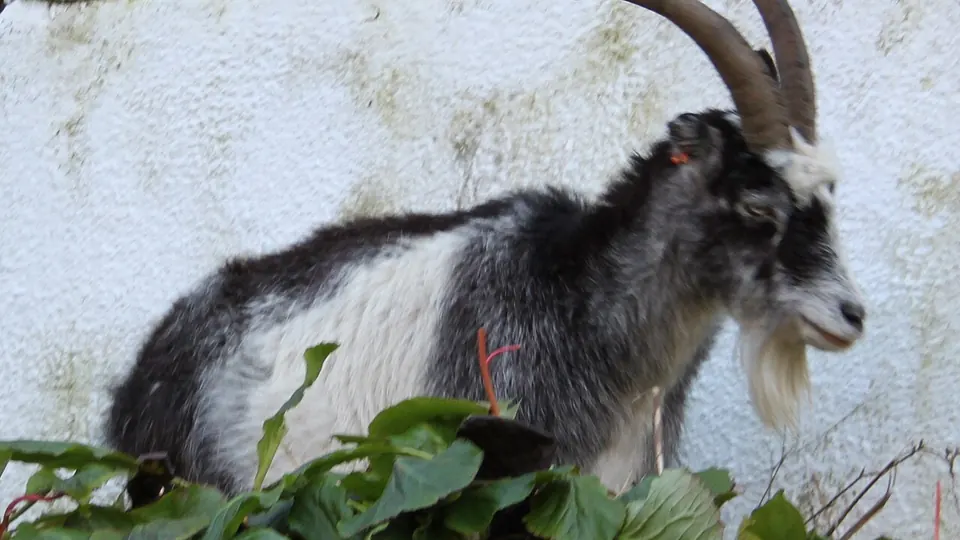 Cheddar Gorge destination photo: Cheddar Gorge goat