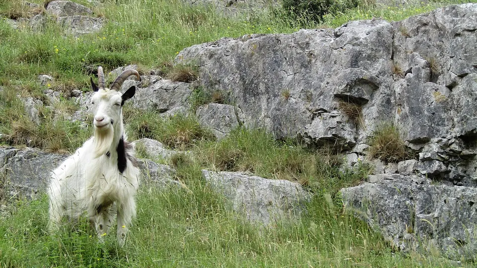 Cheddar Gorge destination photo: Goat at Cheddar Gorge
