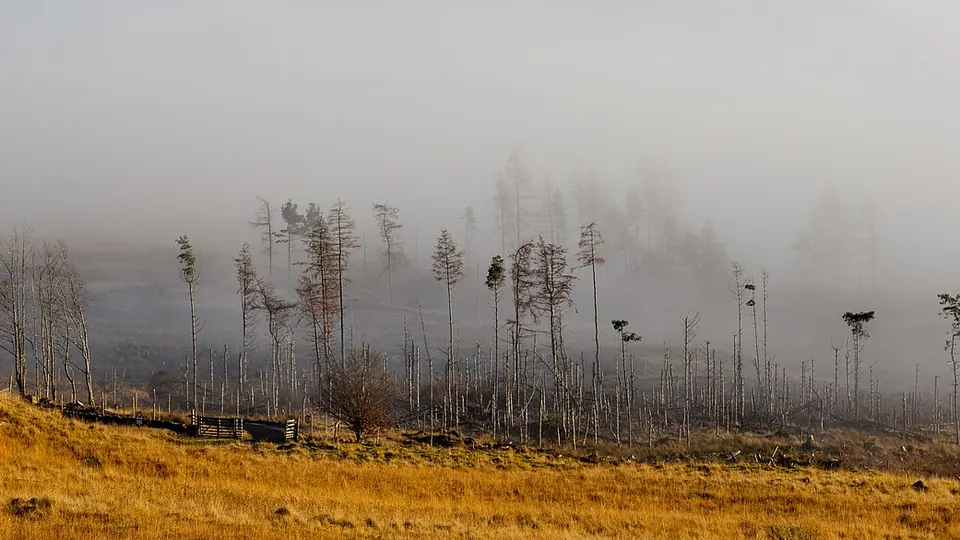 Inverness and the Scottish Highlands destination photo: Trees in fog on the northern side of Loch Tay, Scottish Highlands, Scotland
