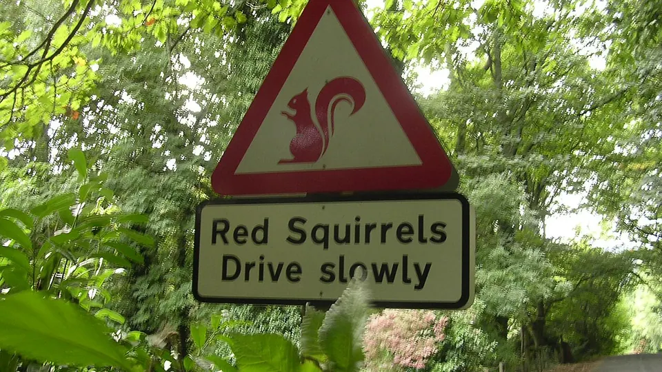 Lake District and Windermere destination photo: Red squirrels warning signs, Lake District