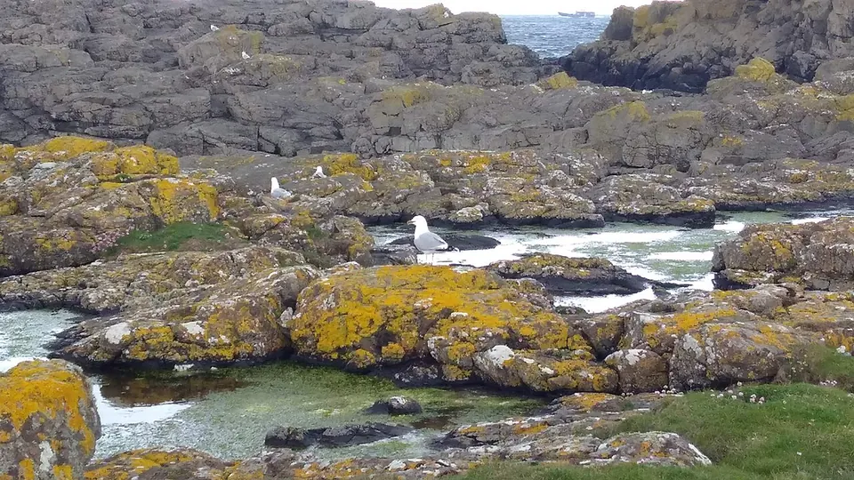 Rathlin Island destination photo: Rathlin Island Seagull by Rue Lighthouse