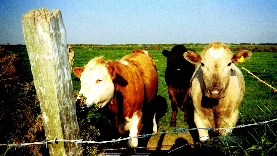 St Davids destination photo: Cows along Pembrokeshire coast path between Fishguard and St David's; May 1998