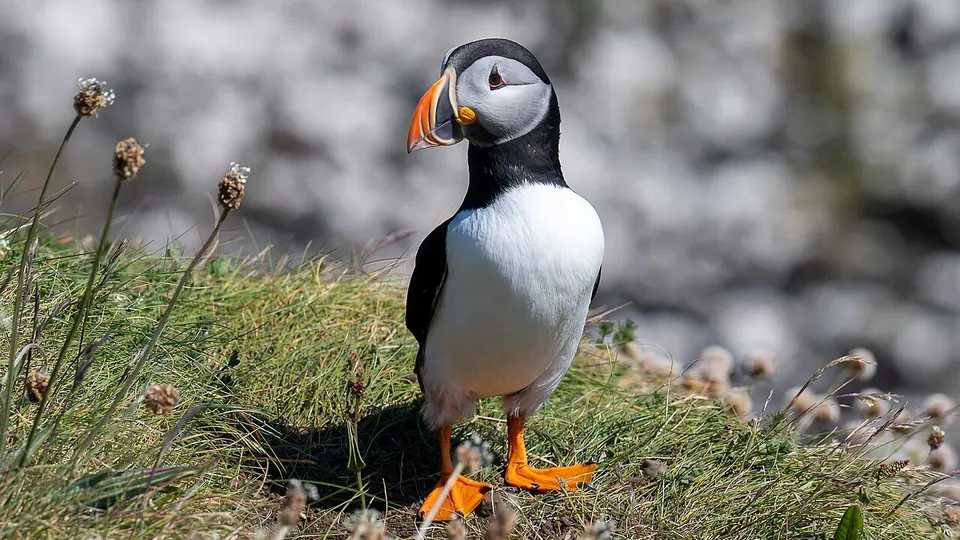 Staffa and Fingals Cave destination photo: Atlantic Puffin, Staffa National Nature Reserve, Isle of Staffa, The Inner Hebrides, Scotland